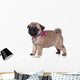 Pug Puppy White Wall Decal
