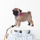 Pug Puppy White Wall Decal