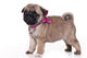 Pug Puppy White Wall Decal