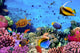 Photo of a Coral Colony on a Reef Wall Mural