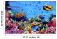 Photo of a Coral Colony on a Reef Wall Mural