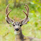 Portrait Mule Deer Buck