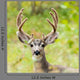 Portrait Mule Deer Buck