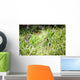 Reptiles Wall Mural