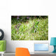 Reptiles Wall Mural