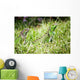 Reptiles Wall Mural