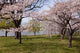 Scenic Cherry Blossom Trees