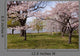 Scenic Cherry Blossom Trees
