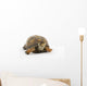 Adult Eastern Box Turtle  (Terrapene carolina carolina) Wall Decal
