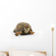 Adult Eastern Box Turtle  (Terrapene carolina carolina) Wall Decal