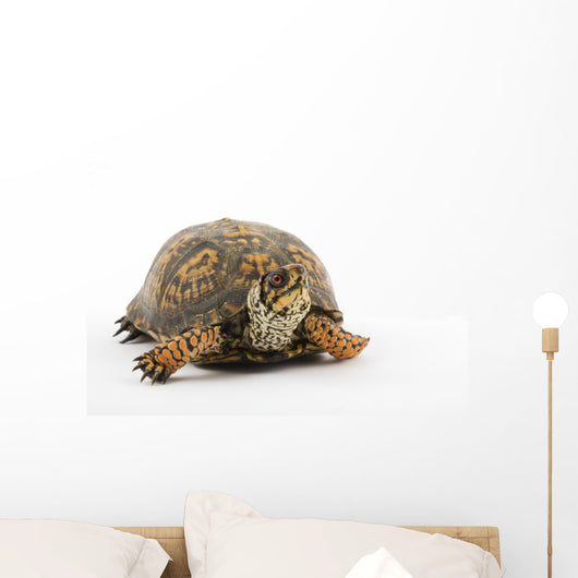 Adult Eastern Box Turtle  (Terrapene carolina carolina) Wall Decal