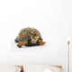 Adult Eastern Box Turtle  (Terrapene carolina carolina) Wall Decal