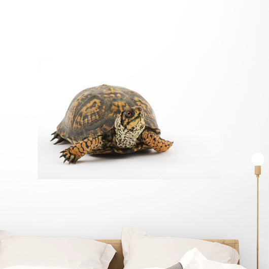 Adult Eastern Box Turtle  (Terrapene carolina carolina) Wall Decal