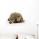 Adult Eastern Box Turtle  (Terrapene carolina carolina) Wall Decal