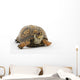 Adult Eastern Box Turtle  (Terrapene carolina carolina) Wall Decal