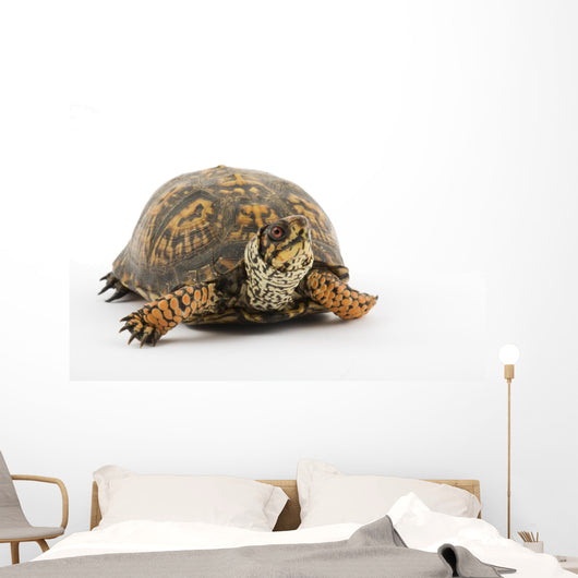 Adult Eastern Box Turtle  (Terrapene carolina carolina) Wall Decal
