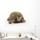 Adult Eastern Box Turtle  (Terrapene carolina carolina) Wall Decal