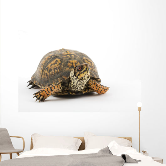 Adult Eastern Box Turtle  (Terrapene carolina carolina) Wall Decal