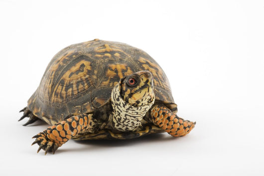 Adult Eastern Box Turtle  (Terrapene carolina carolina) Wall Decal