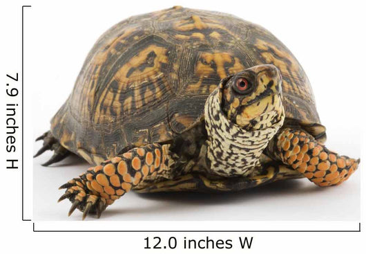 Adult Eastern Box Turtle  (Terrapene carolina carolina) Wall Decal