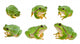 Tree Frog White Wall Decal