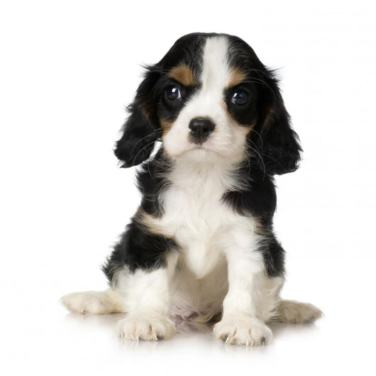 Cavalier King Charles Spaniel Wall Decal