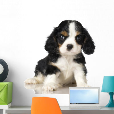 Cavalier King Charles Spaniel Wall Decal shown on a wall