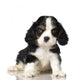 Cavalier King Charles Spaniel puppy Wall Decal