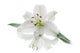 White Lily Flower Wall Decal
