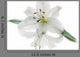 White Lily Flower Wall Decal