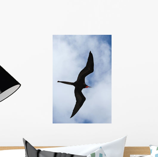 Male Magnificent Frigatebird Fills