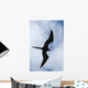 Male Magnificent Frigatebird Fills
