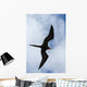 Male Magnificent Frigatebird Fills