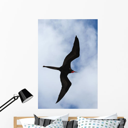 Male Magnificent Frigatebird Fills