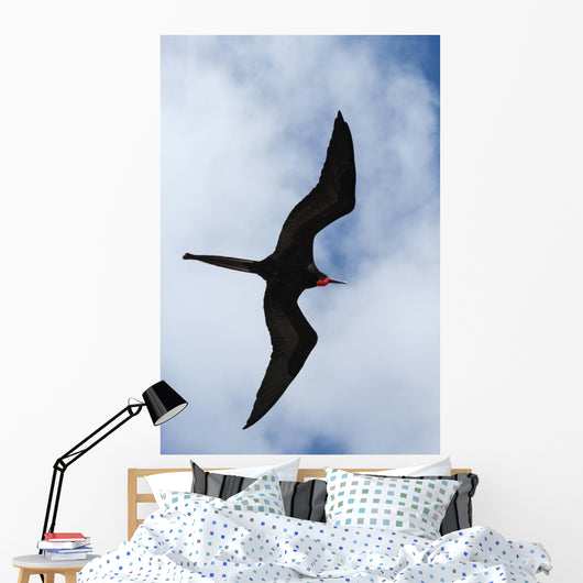 Male Magnificent Frigatebird Fills