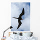 Male Magnificent Frigatebird Fills