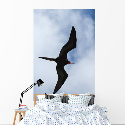 Male Magnificent Frigatebird Fills