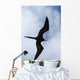 Male Magnificent Frigatebird Fills