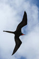Male Magnificent Frigatebird Fills