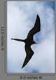 Male Magnificent Frigatebird Fills