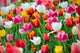 Tulips Garden Wall Mural