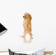 Apricot Poodle puppy in front of a white background Wall Decal
