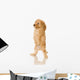 Apricot Poodle puppy in front of a white background Wall Decal