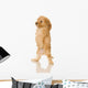 Apricot Poodle puppy in front of a white background Wall Decal