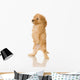 Apricot Poodle puppy in front of a white background Wall Decal