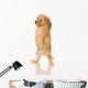 Apricot Poodle puppy in front of a white background Wall Decal
