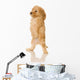 Apricot Poodle puppy in front of a white background Wall Decal