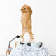 Apricot Poodle puppy in front of a white background Wall Decal