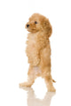 Apricot Poodle puppy in front of a white background Wall Decal