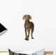 puppy Weimaraner standing up in front of white background Wall Decal